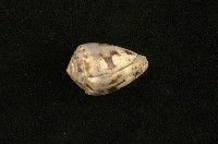 藏品(花冠芋螺)的圖片